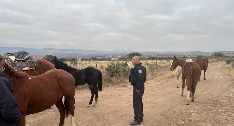 POLICÍAS ESTATALES DE AGS LOCALIZAN EN SJDG SEIS  CABALLOS REPORTADOS COMO DESAPARECIDOS