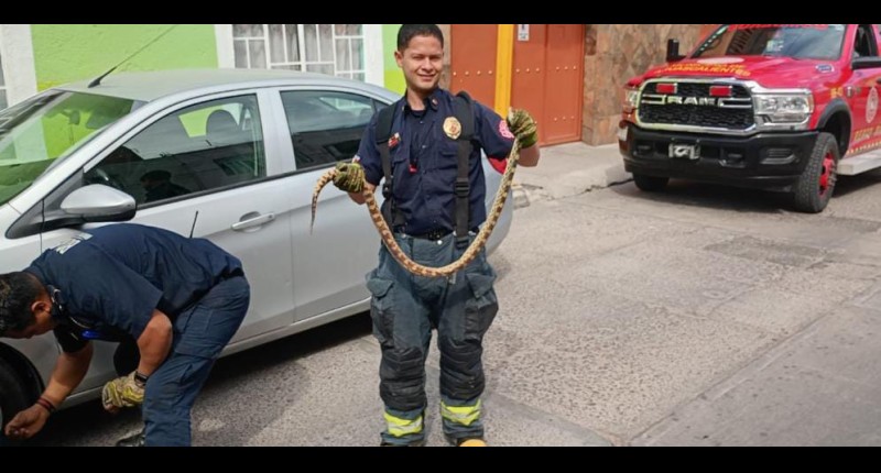 TRAÍA UNA VÍBORA EN SU COCHE; LOS HECHOS EN LAS FLORES, EN LA CD DE AGS