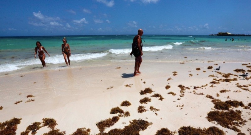 ´NADIE LO PUEDE CONTROLAR´: SARGAZO CUBRE LAS PLAYAS DE QUINTANA ROO