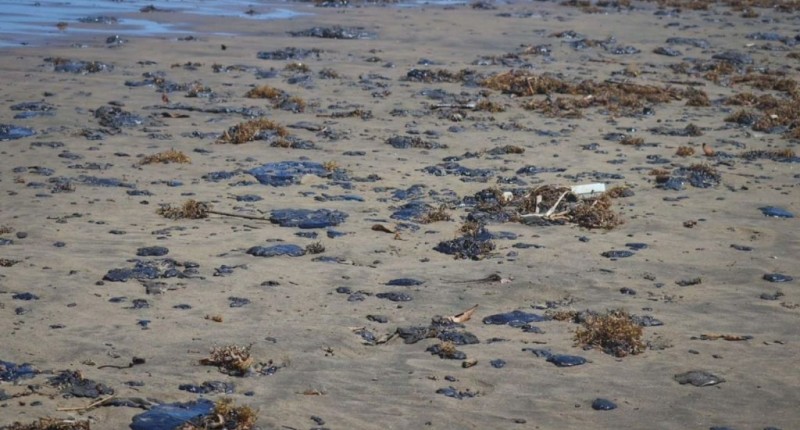 DERRAME EN EL GOLFO DE MÉXICO: VAN MÁS DE 825 TONELADAS RECOLECTADAS DE RESIDUOS CONTAMINADOS