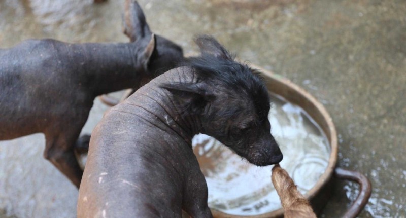 CÁMARA DE DIPUTADOS APRUEBA CREAR EL DÍA NACIONAL DEL XOLOITZCUINTLE