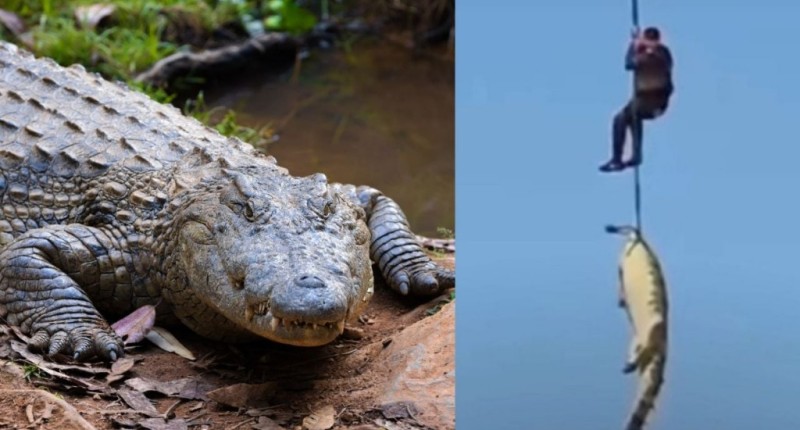 EMPRESARIO HOTELERO DESAPARECIDO FUE ENCONTRADO DENTRO DE UN COCODRILO EN SUDÁFRICA