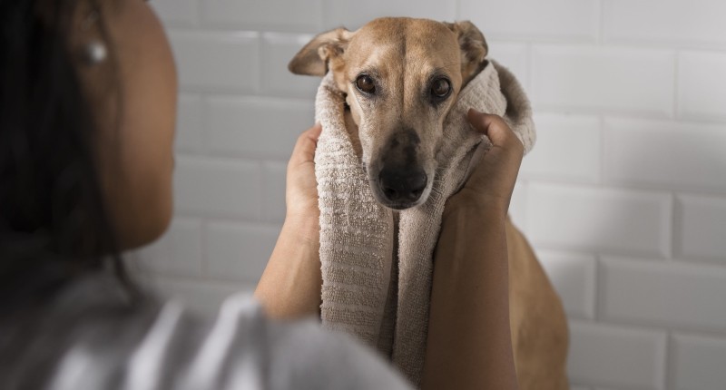 LLUVIAS Y HUMEDAD FAVORECEN INFECCIONES EN MASCOTAS, ADVIERTEN ESPECIALISTAS