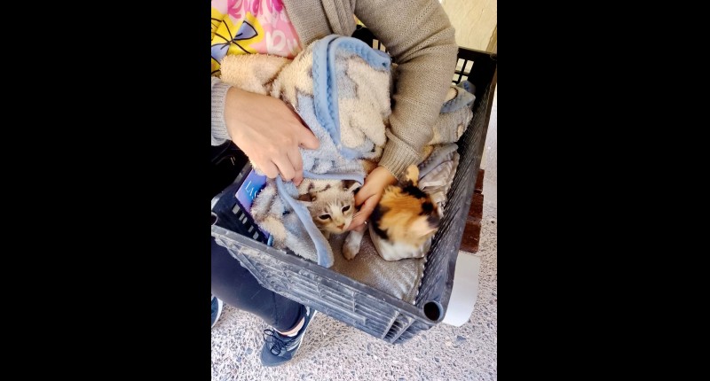 MUNICIPIO E ISSEA REALIZARÁN NUEVAS JORNADAS DE ESTERILIZACIÓN CANINA Y FELINA