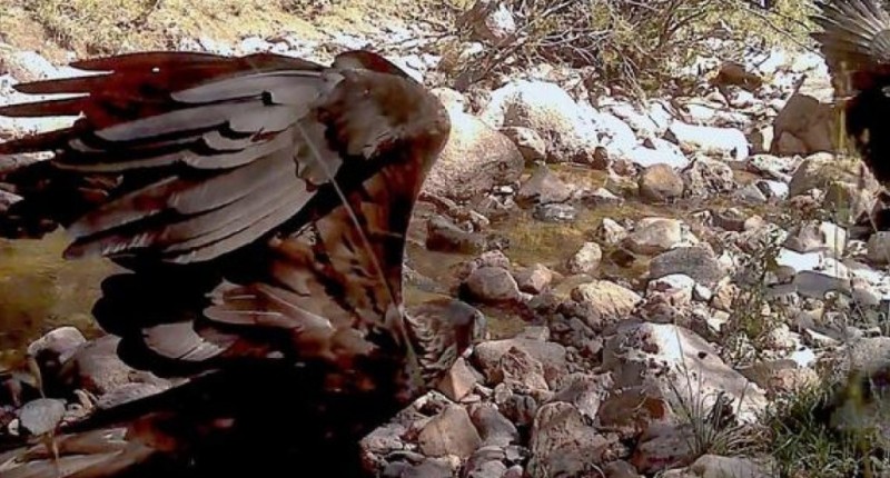 CAPTAN EN AGUASCALIENTES INUSUAL COMPORTAMIENTO DE UN ÁGUILA REAL TRAS MONITOREO DE FAUNA | VIDEO 