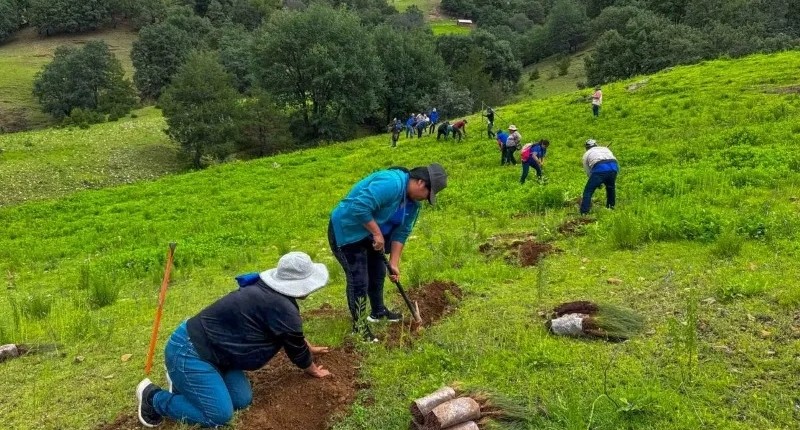 MEGA JORNADA NACIONAL DE REFORESTACIÓN EN MÉXICO PARA PLANTAR 6.6 MILLONES DE ÁRBOLES EN UN DÍA