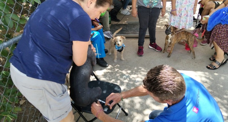 MUNICIPIO DE AGUASCALIENTES E ISSEA UNEN LAZOS PARA LLEVAR ESTERILIZACIONES CANINAS Y FELINAS A LA COLONIA ALTAVISTA