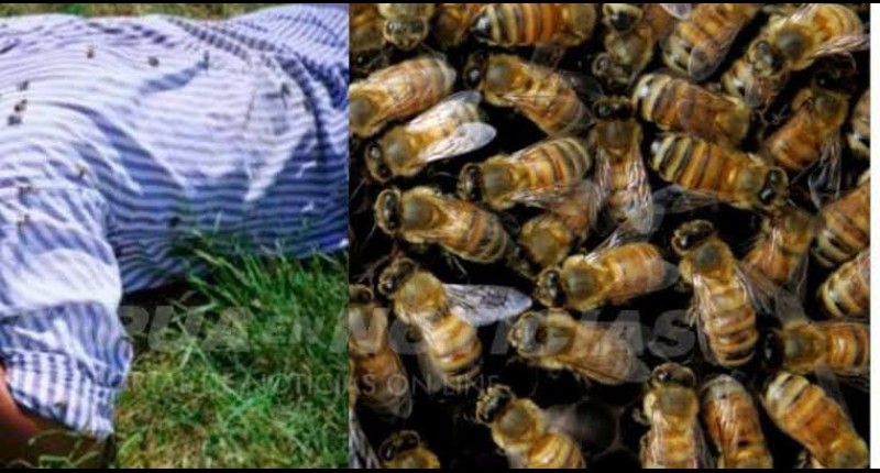 RESCATAN A ADULTO MAYOR TRAS INTENSO ATAQUE DE ABEJAS EN JESÚS MARÍA, AGS